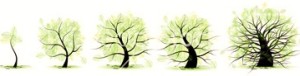 Life stages of tree: childhood, adolescence, youth, adulthood, o