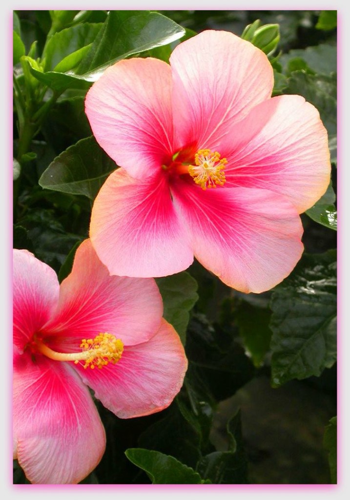 hibiscus